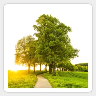 SCENERY 79 - Greens Tree Leaf Nature Wood Grassland Magnet